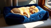 top orthopedic dog pillows