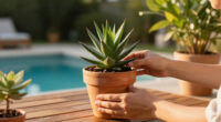 How To Transition Your Jade Plant Outdoors In Summer (Without Sunburn) – Plus 4 Other Essential July Tips