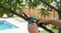 Is Your Neighbor's Tree Blocking The Sunlight In Your Yard? Here’s What You Can (And Can’t) Do About It, According To A Lawyer