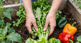 Veggies & Herbs May Taste Bland Based on When You Pick Them – Here’s the Best (and Worst) Time of Day to Harvest for Peak Flavor