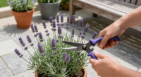 Weekend Win: Prune Lavender Now To Help It Survive Winter Chills