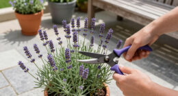 Weekend Win: Prune Lavender Now To Help It Survive Winter Chills