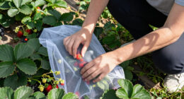 4 Foolproof Ways Protect Your Berries From Animals So You Can Actually Enjoy Your Harvest