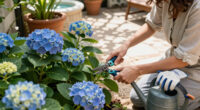 Is Your Hydrangea A Lazy Bloomer? 6 Easy September Fixes To Unlock A Gorgeous Comeback Next Year