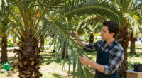 Preventive Monitoring For Red Palm Weevil Continues At Buenos Aires Nurseries