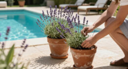 This Fragrant Long-Blooming Lavender Just Went On Sale And It's The Toughest Variety For Any Backyard