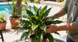Why Is My Peace Lily Flower Turning Brown? 6 Reasons It Happens And How To Keep Blooms Looking Fresh