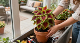 How To Save Your Coleus Before The First Frost