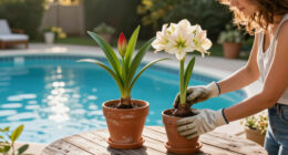 What To Do With Amaryllis In October – Get These 6 Things Right For Gorgeous Holiday Blooms