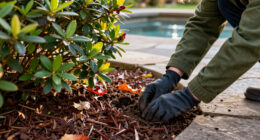 What To Do With Azaleas And Rhododendrons In Fall – 7 Winter Prep Tips To Protect Next Spring's Blooms