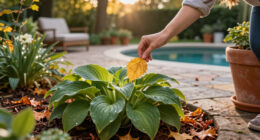 What Your Hostas Need In October – 6 Easy Ways To Guarantee Strong Plants And Lush Leaves
